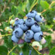 Sweet, Local, and Organic: Blueberries Are in Season at Rumar Farm