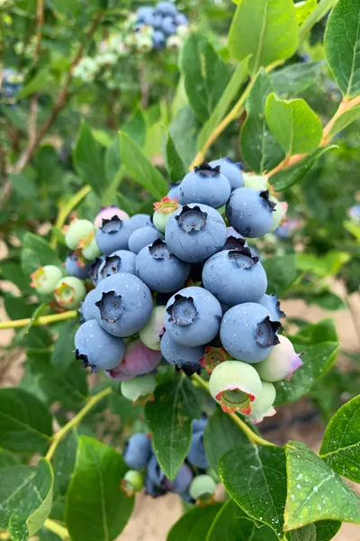 Sweet, Local, and Organic: Blueberries Are in Season at Rumar Farm