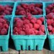 The Raspberries are Ripening at Rumar Farm