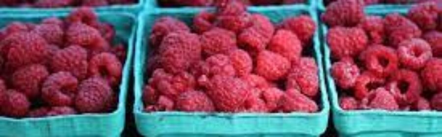 The Raspberries are Ripening at Rumar Farm