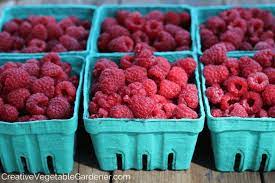 The Raspberries are Ripening at Rumar Farm
