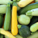 From Our Fields: Celebrating Summer Squash Season
