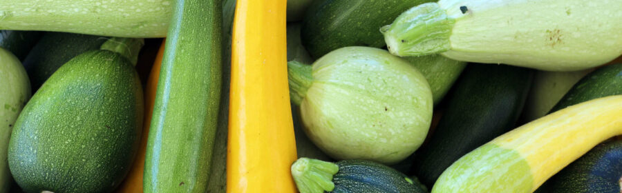 From Our Fields: Celebrating Summer Squash Season