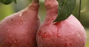Clapp Favourite Pears - Red