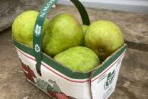 Fresh From the Orchard: Discover the Goodness of Rumar Farm Organic Pears