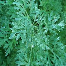 Wormwood